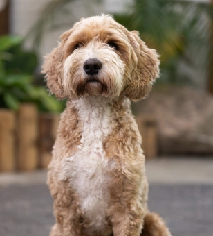 Yuki <br> Schoolhond
